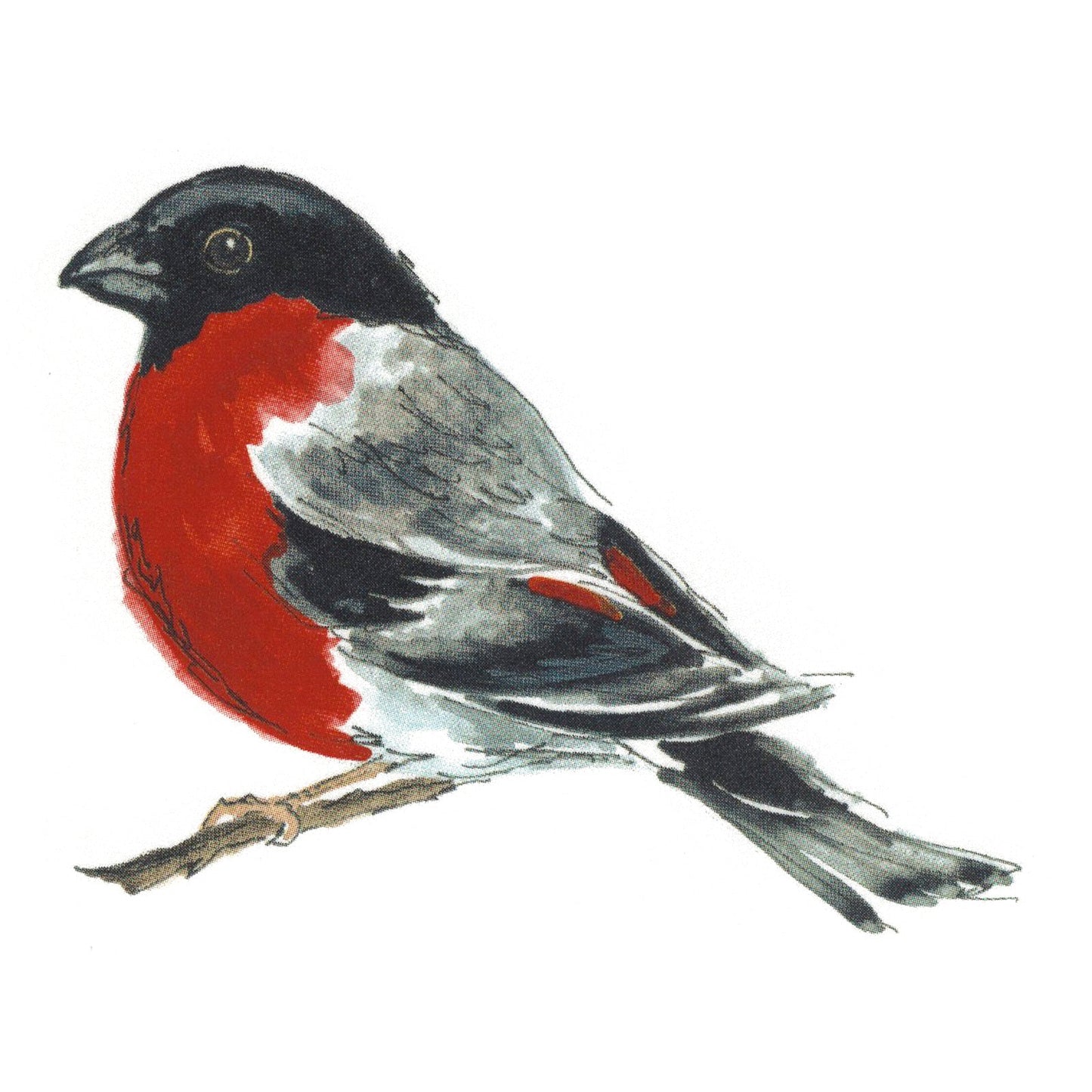 Bullfinch Bird Overglaze Waterslide Ceramic Decals
