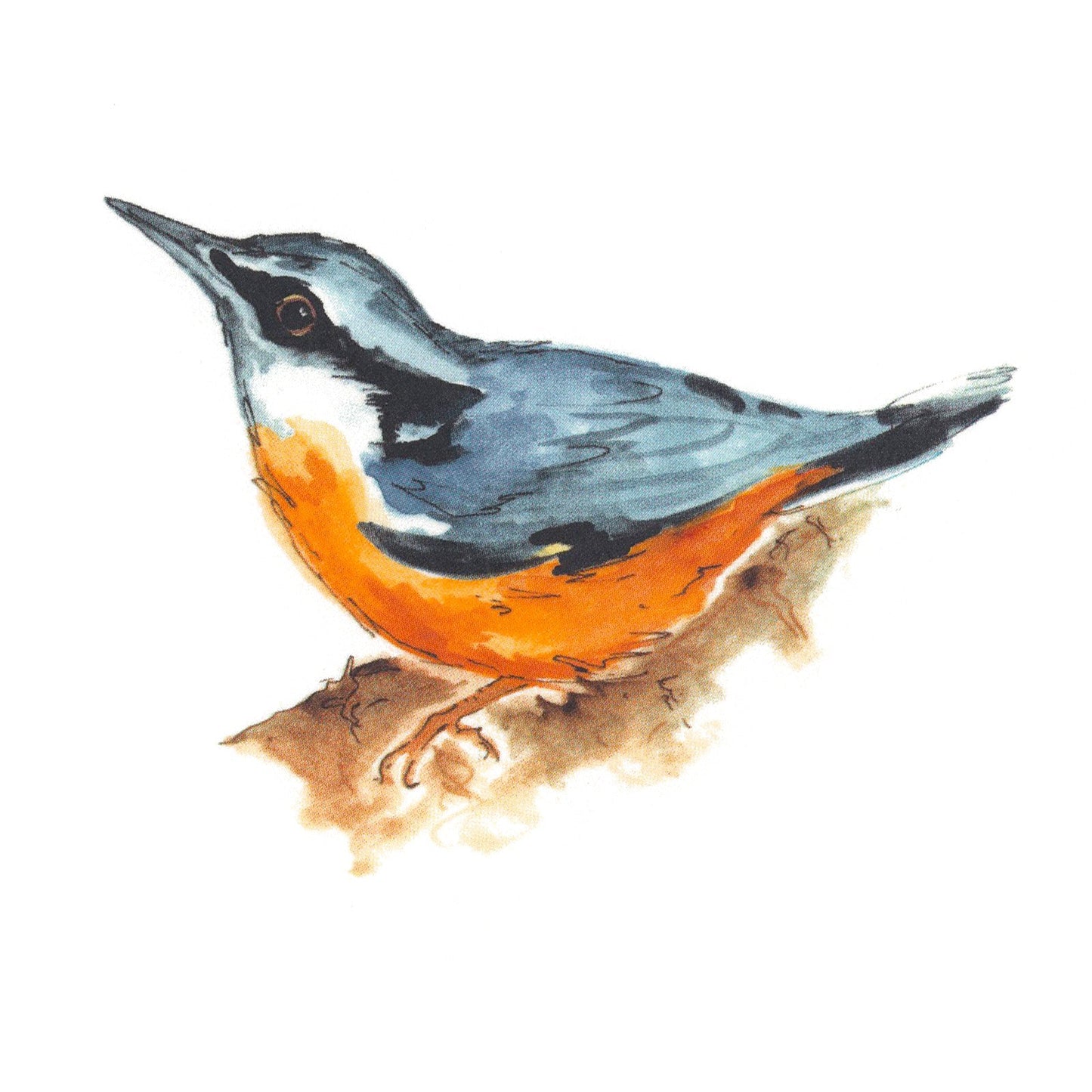 Nuthatch Bird Overglaze Waterslide Ceramic Decals