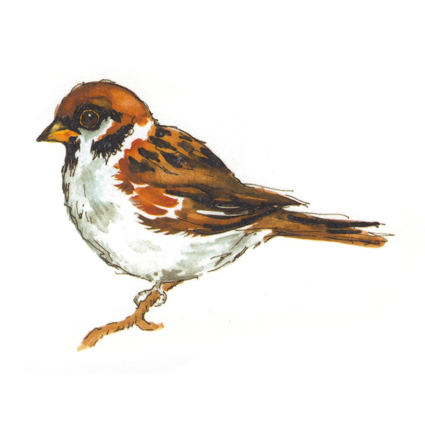 Sparrow Bird Overglaze Waterslide Ceramic Decals