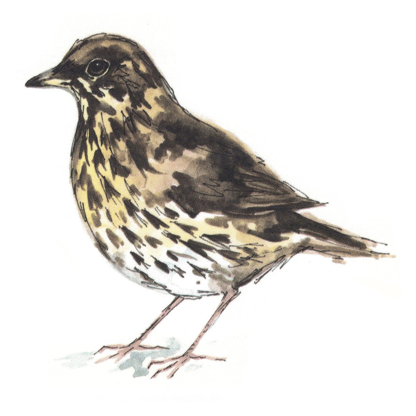 Thrush Bird Overglaze Waterslide Ceramic Decals