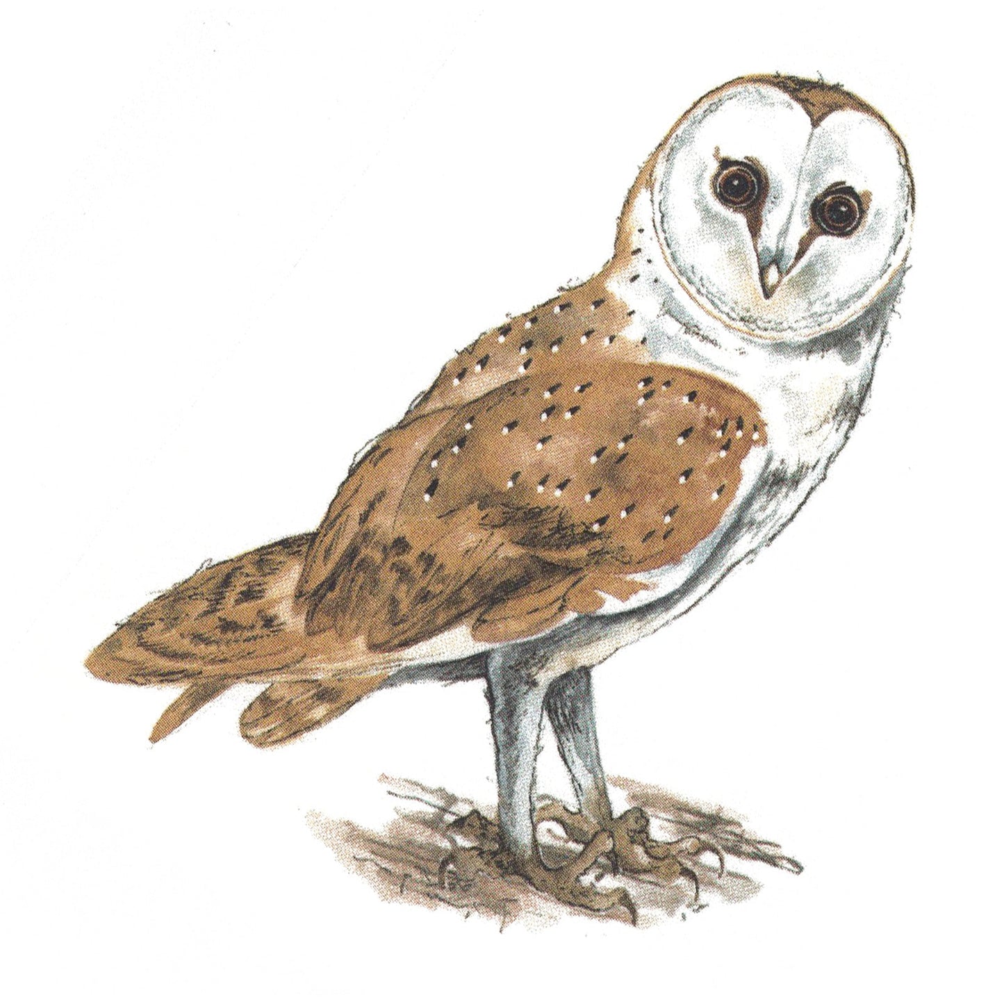 Barn Owl Bird Overglaze Waterslide Ceramic Decals