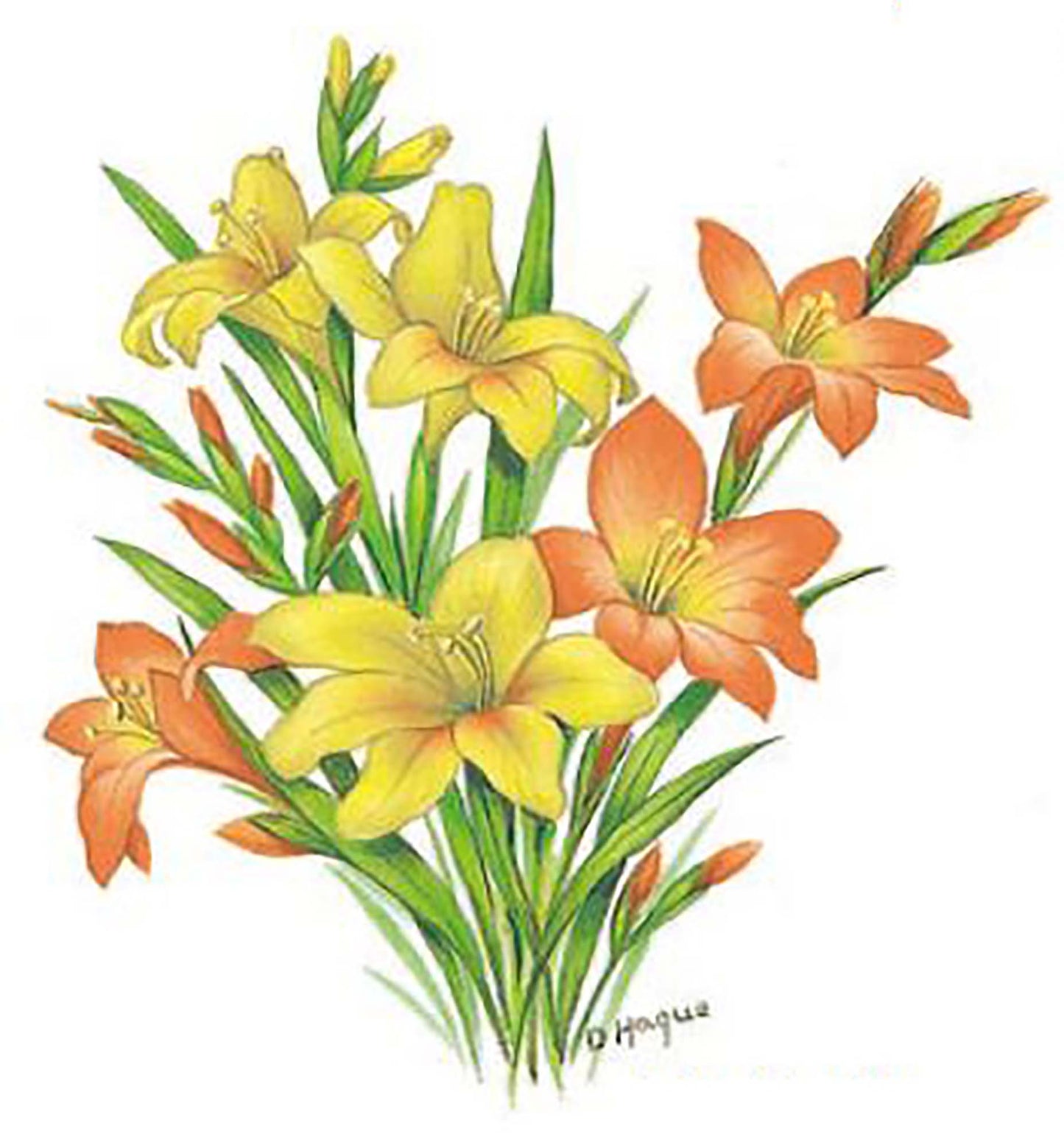 Flower of the Month August Gladiolas Overglaze Waterslide Ceramic Decals