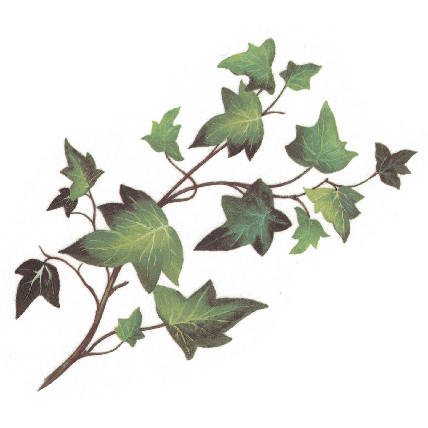 Ivy Green Leaf Spray Overglaze Waterslide Ceramic Decals