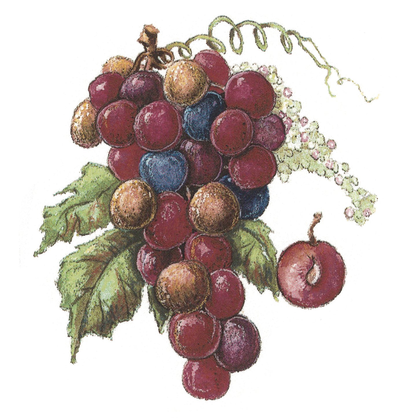 Red Grape Cluster Overglaze Waterslide Ceramic Decals