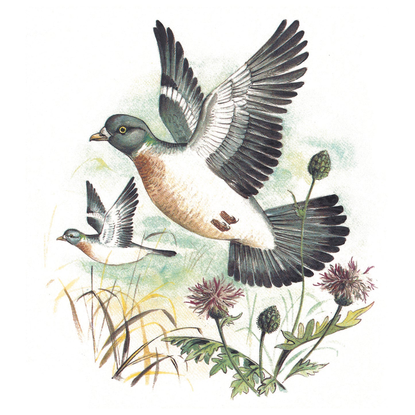 Pigeon Wild Bird Overglaze Waterslide Ceramic Decals