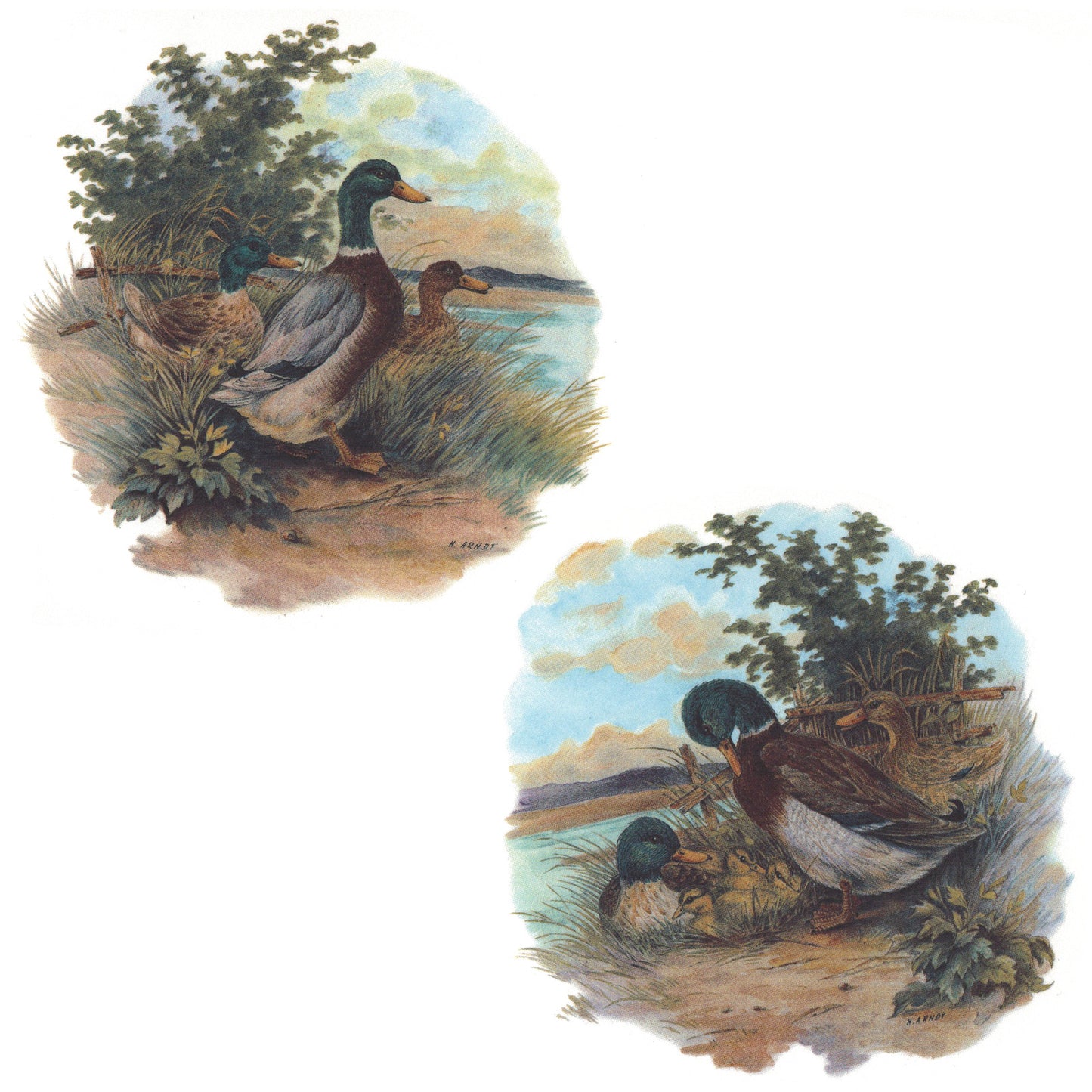 Mallard Ducks on the Farm Set Overglaze Waterslide Ceramic Decal
