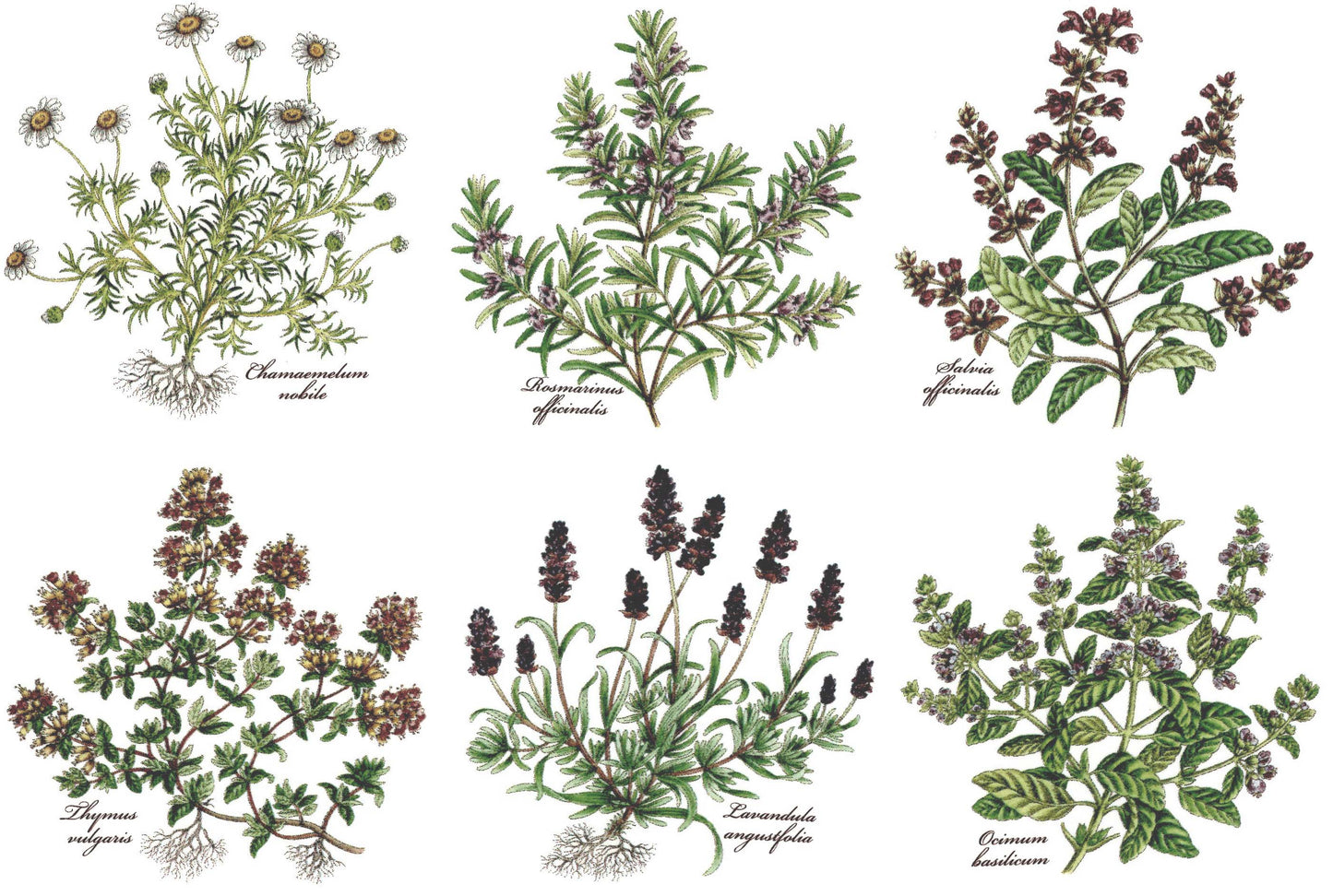Herb Thyme Basil Rosemary Lavender Overglaze Ceramic Decals