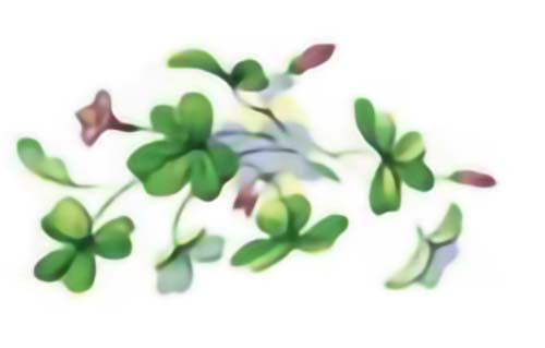 Blooming Shamrock Overglaze Waterslide Ceramic Decals