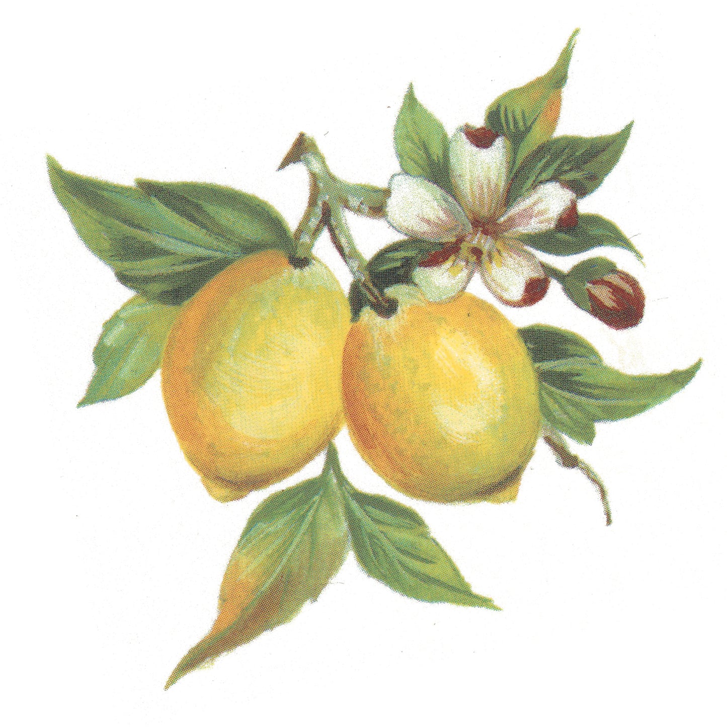 Lemons on the Branch Style E Overglaze Waterslide Ceramic Decal