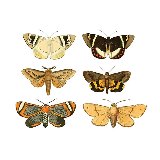 Moths Collection Overglaze Waterslide Ceramic Decals