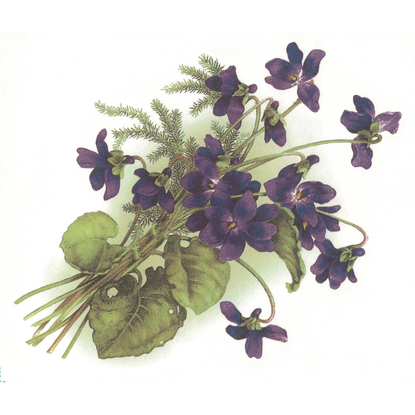 Violets Purple Fern Green Flowers Overglaze Ceramic Decals