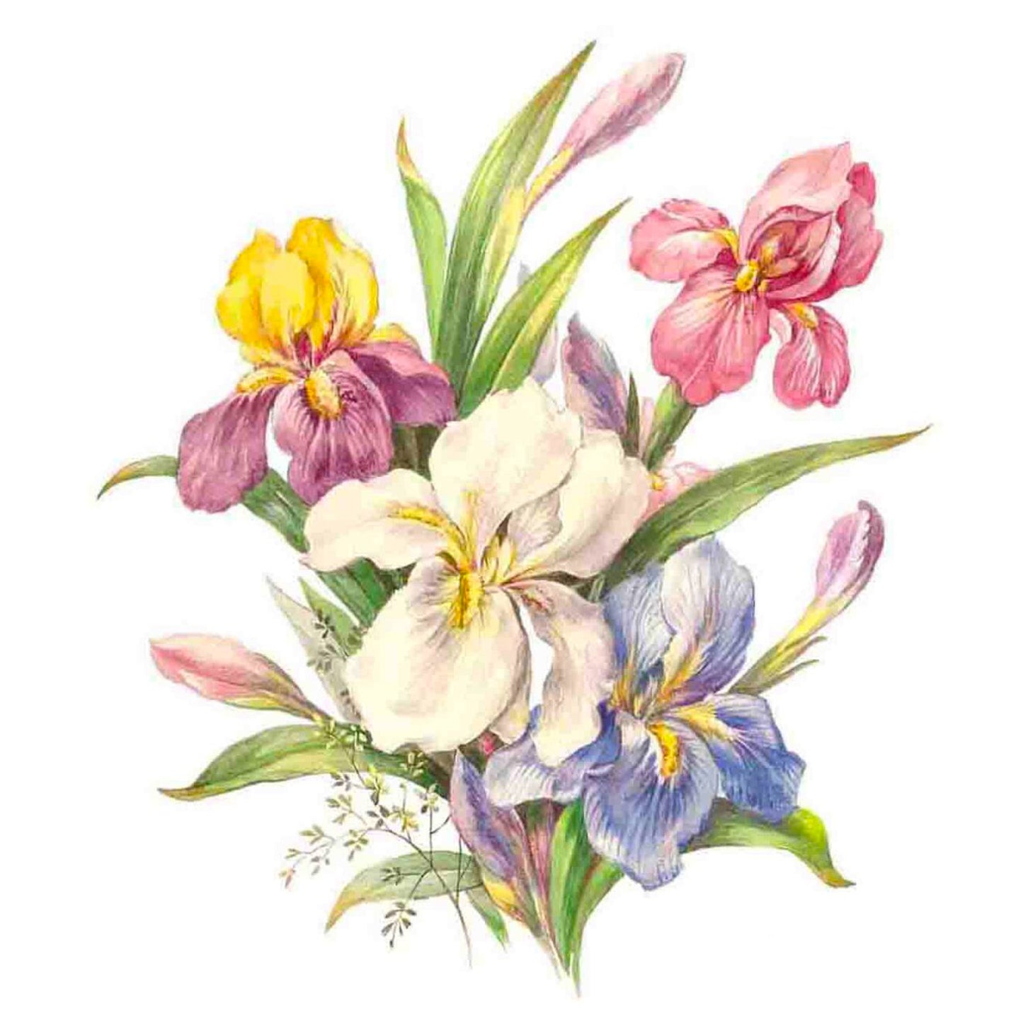 Flowers Iris B Overglaze Ceramic Decals