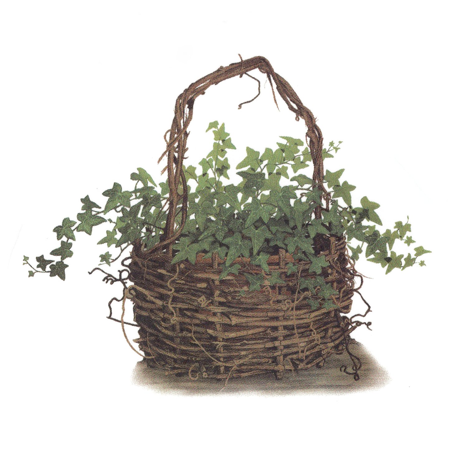 Ivy Basket Overglaze Ceramic Decals