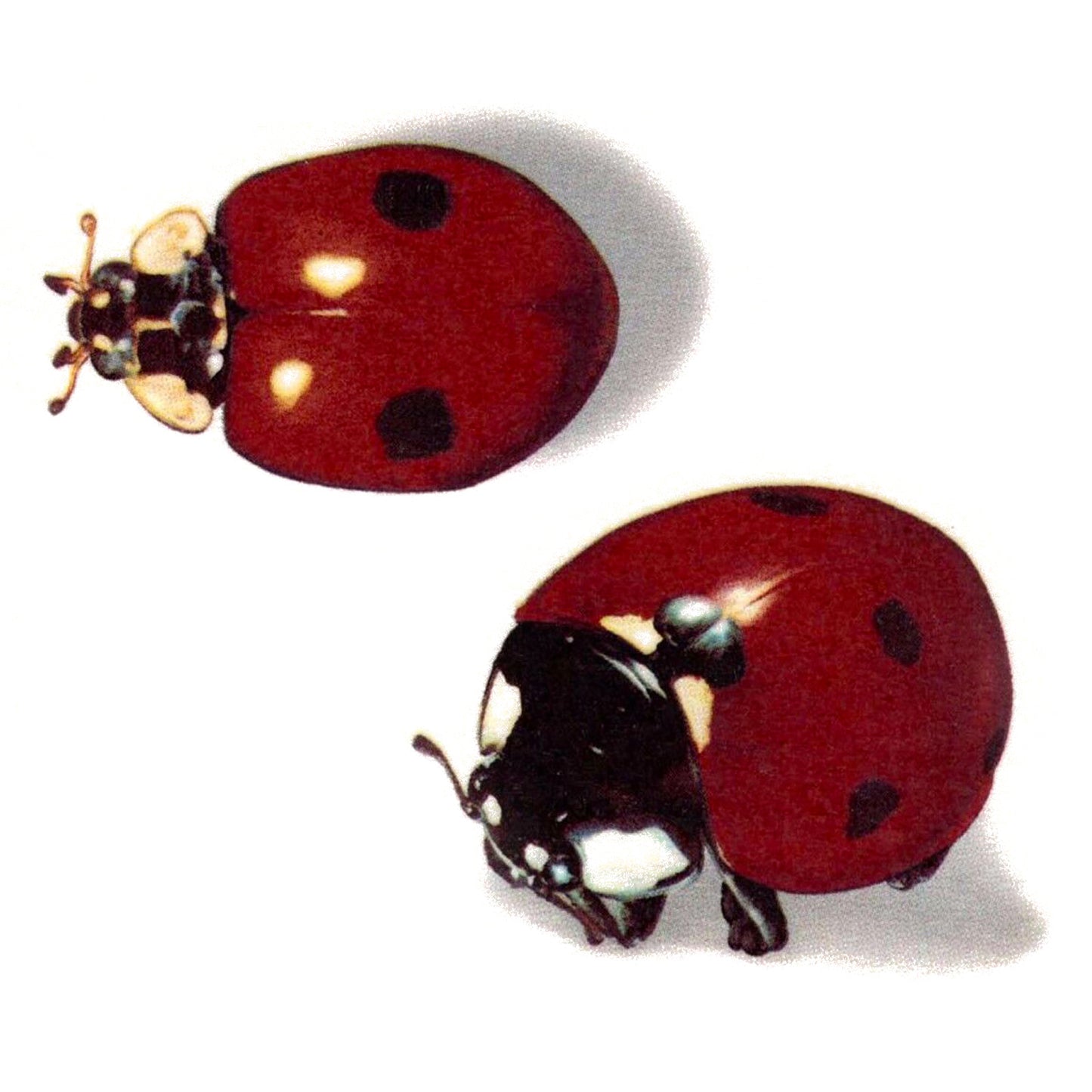 Ladybug Lady Bug Ladybird Red Black 3.75 Inch 2 pcs Overglaze Waterslide Ceramic Decals