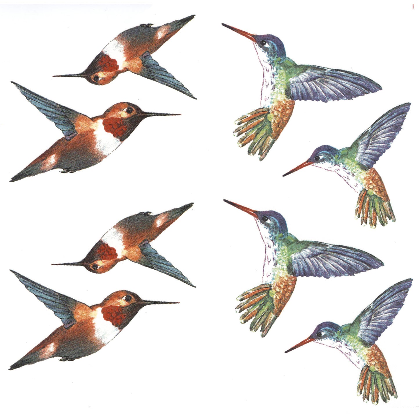Hummingbird Iris Flower Overglaze Waterslide Ceramic Decals