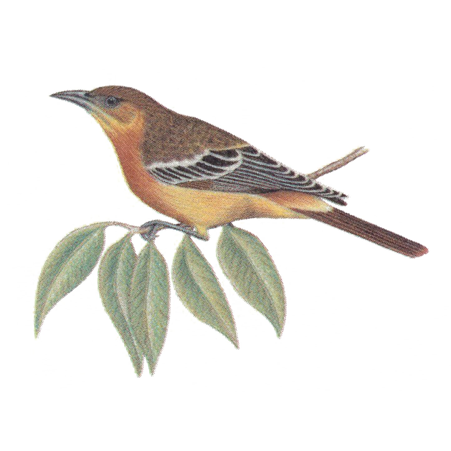Oriole Bird on Branch Overglaze Ceramic Decals