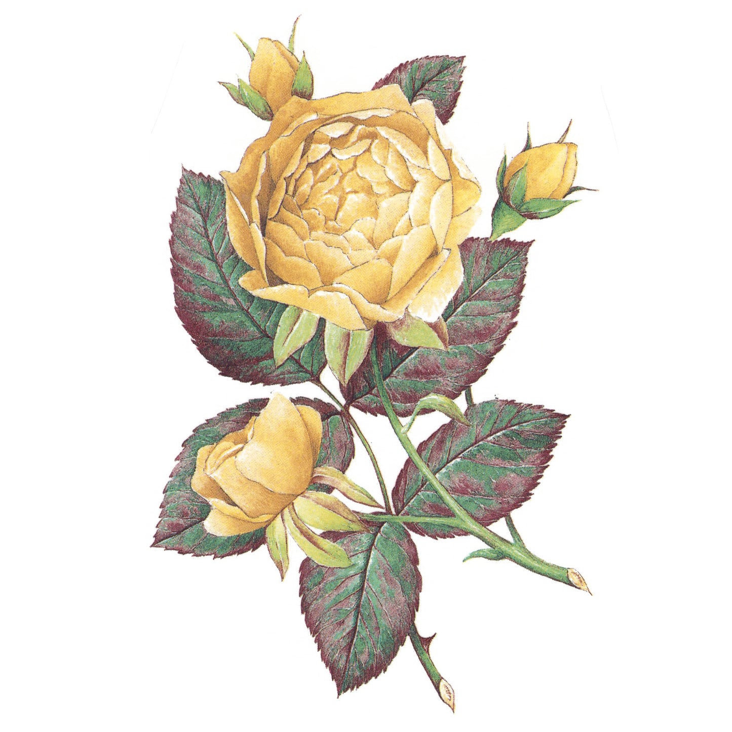 Yellow Roses 6 Inch Overglaze Waterslide Ceramic Decals