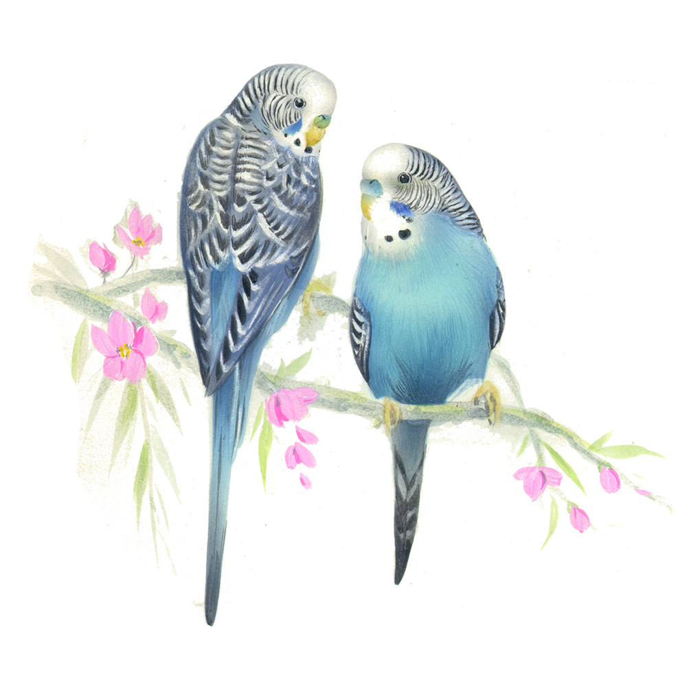 Blue White Parakeet Budgie Birds Overglaze Ceramic Decals