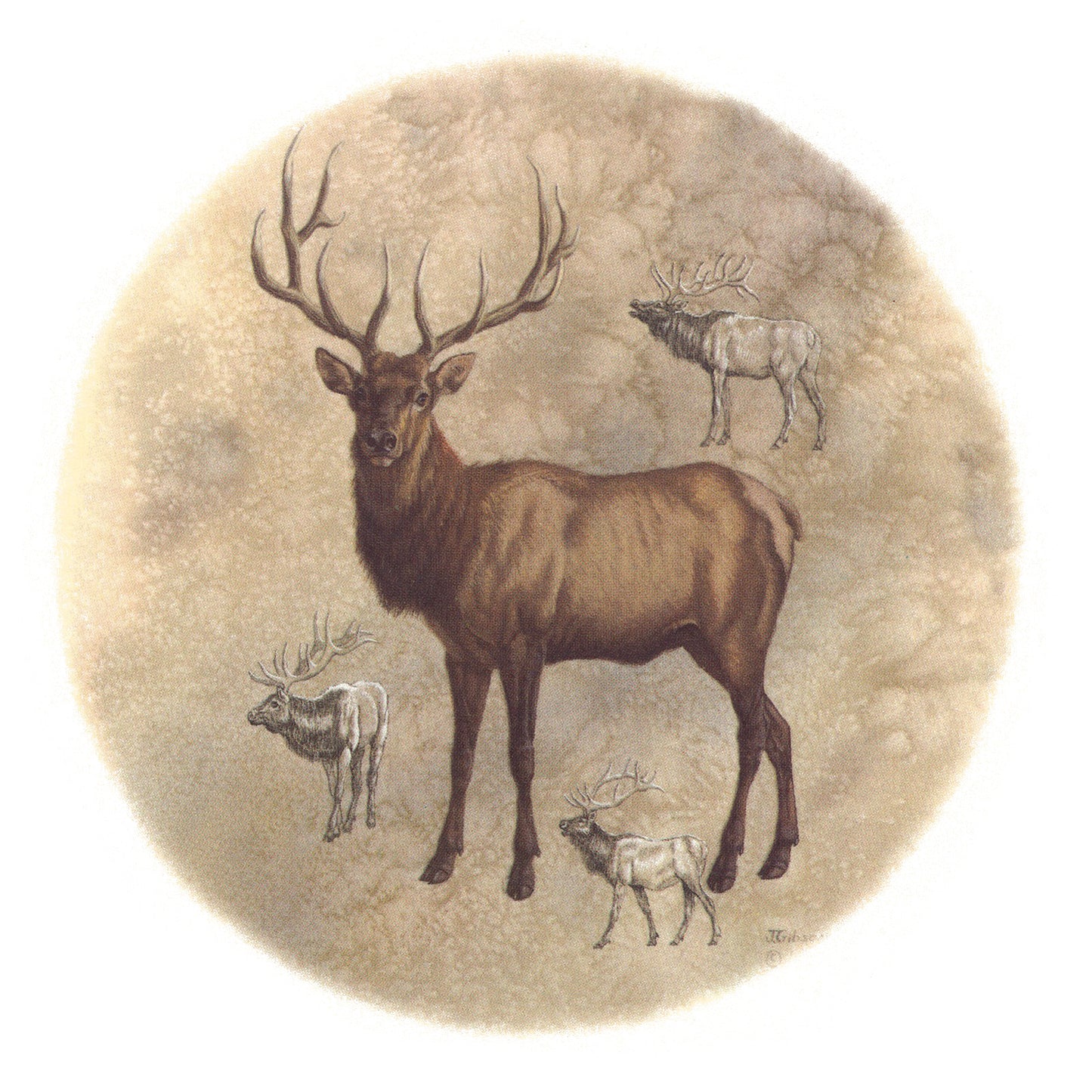 Elk Animal Overglaze Waterslide Ceramic Decals