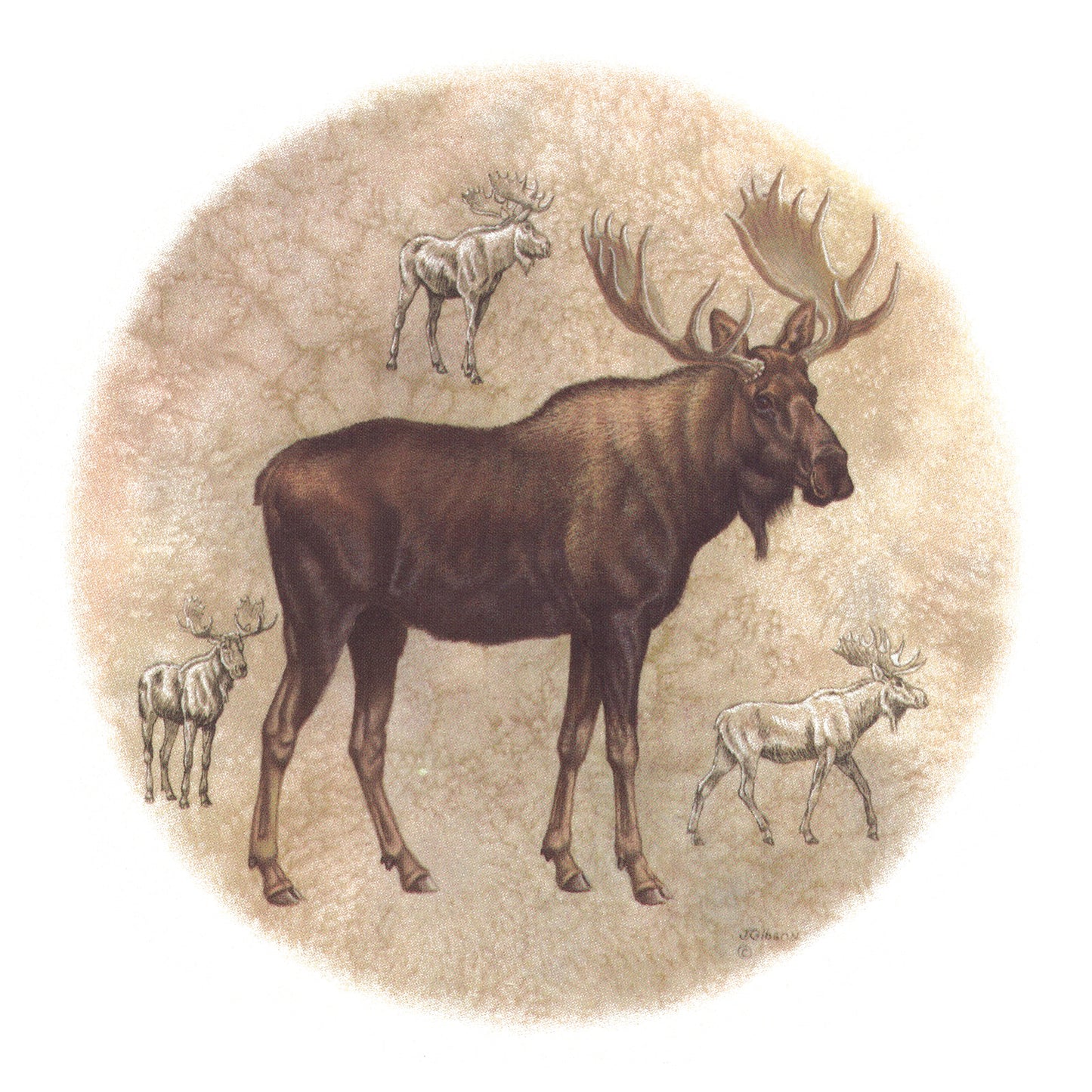 Moose Animal Overglaze Waterslide Ceramic Decals