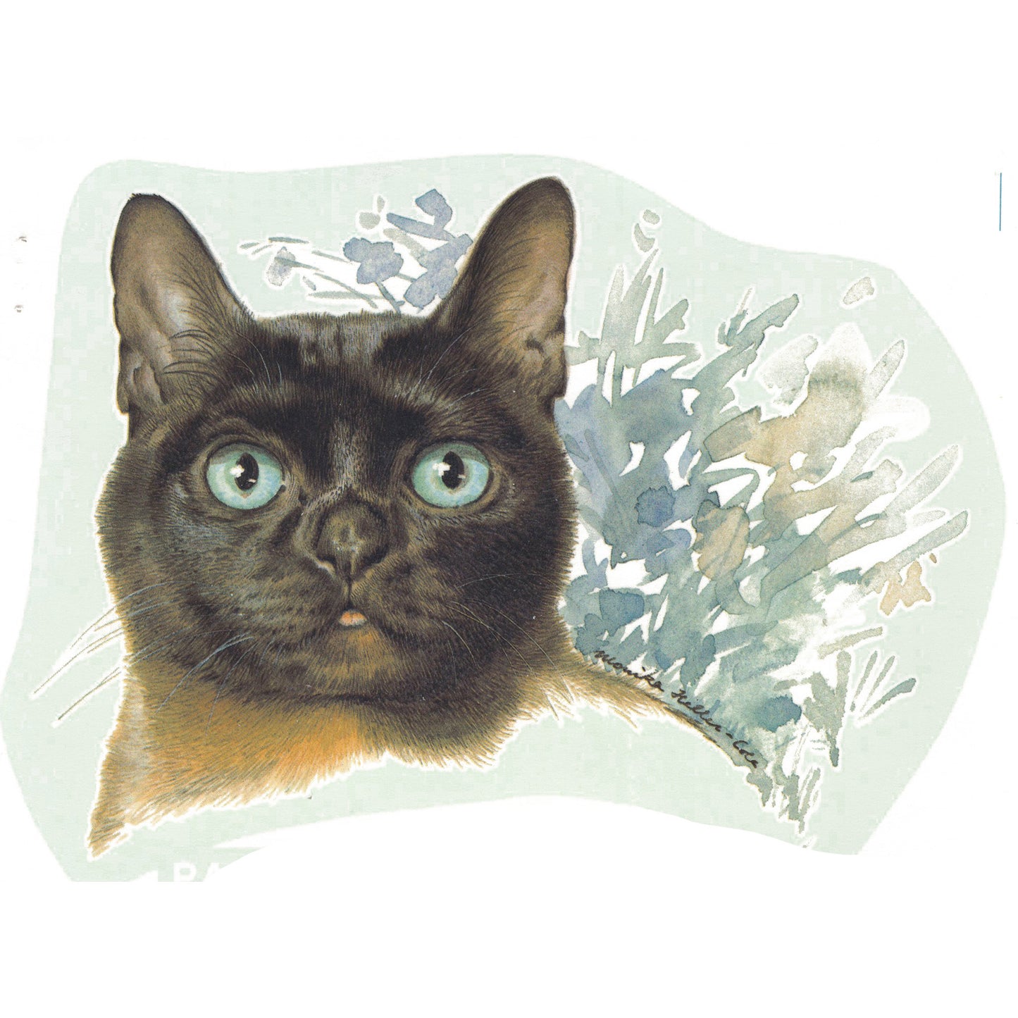 Brown Burmese Cat Overglaze Ceramic Decals