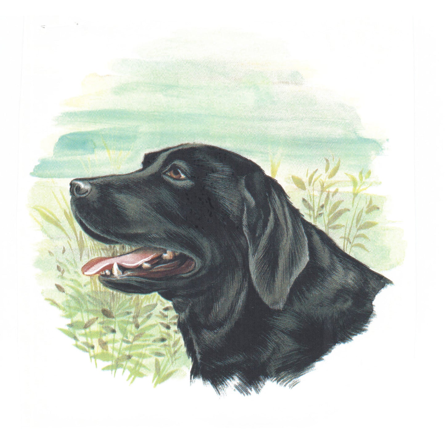 Black Labrador Dog Overglaze Ceramic Decals