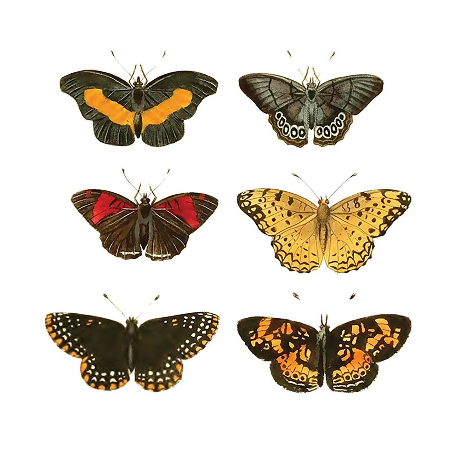 Butterflies Set of 6 Overglaze Ceramic Decals