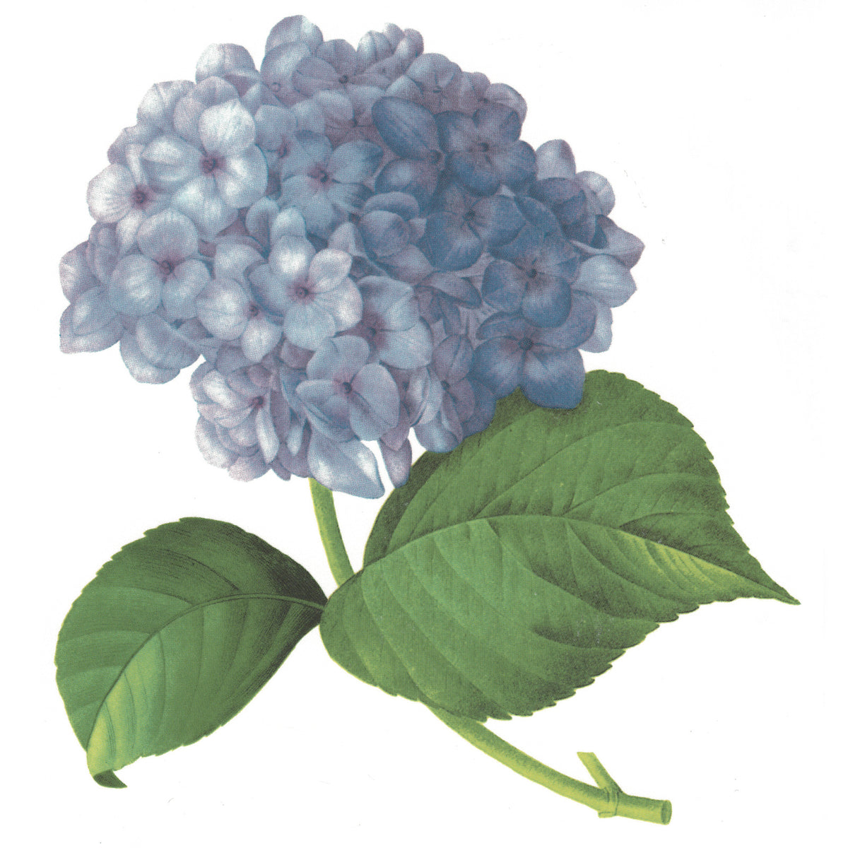 Blue Hydrangea Flowers Overglaze Waterslide Ceramic Decals