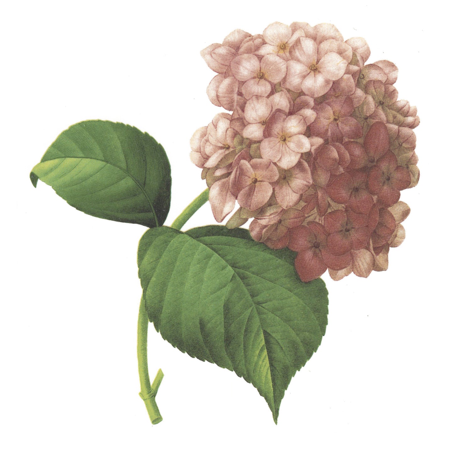 Pink Hydrangea Flowers Overglaze Waterslide Ceramic Decals