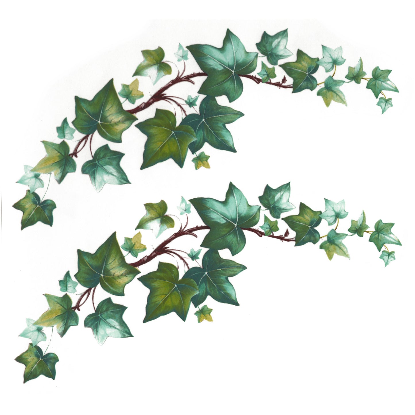 Ivy Trailing Eugenie Vine Overglaze Ceramic Decals