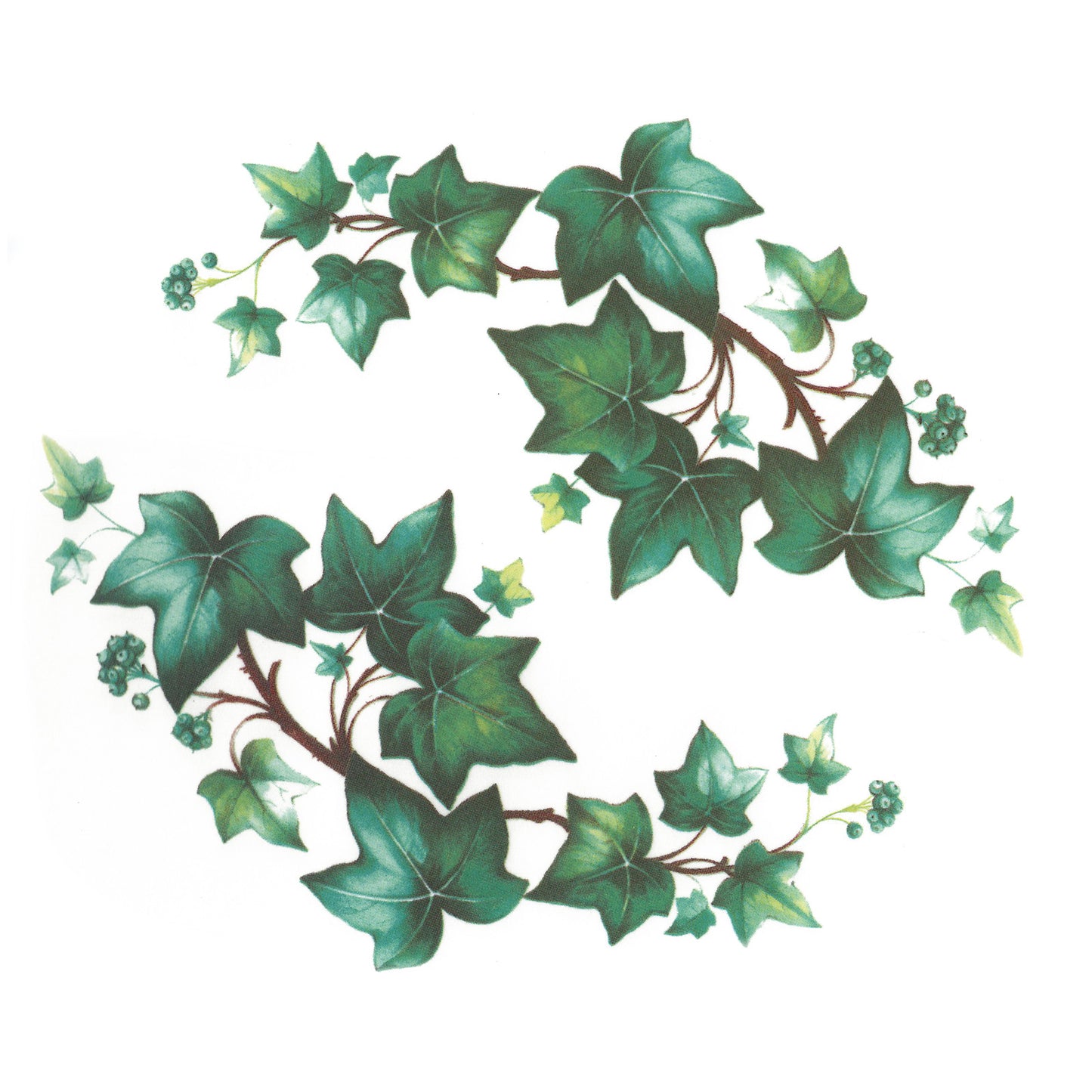 Ivy Trailing Eugenie Vine Overglaze Ceramic Decals