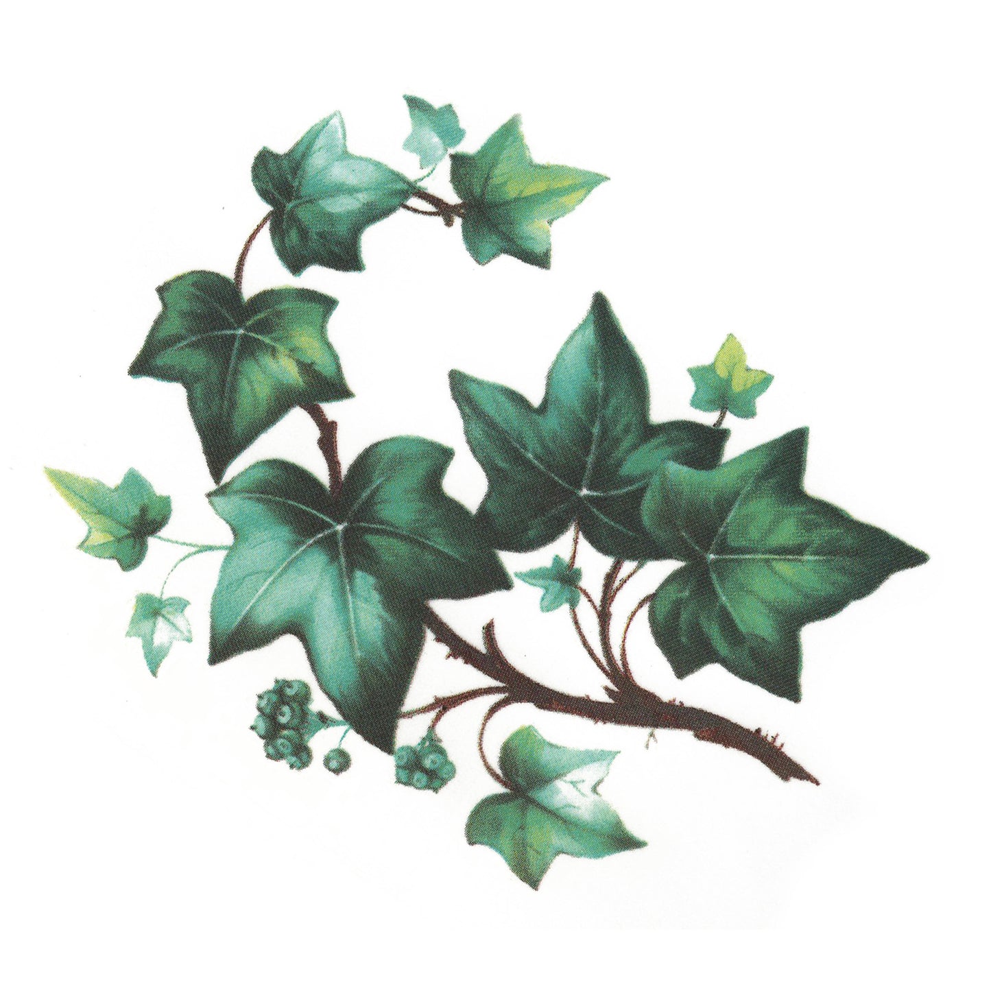 Ivy Trailing Eugenie Vine Overglaze Ceramic Decals