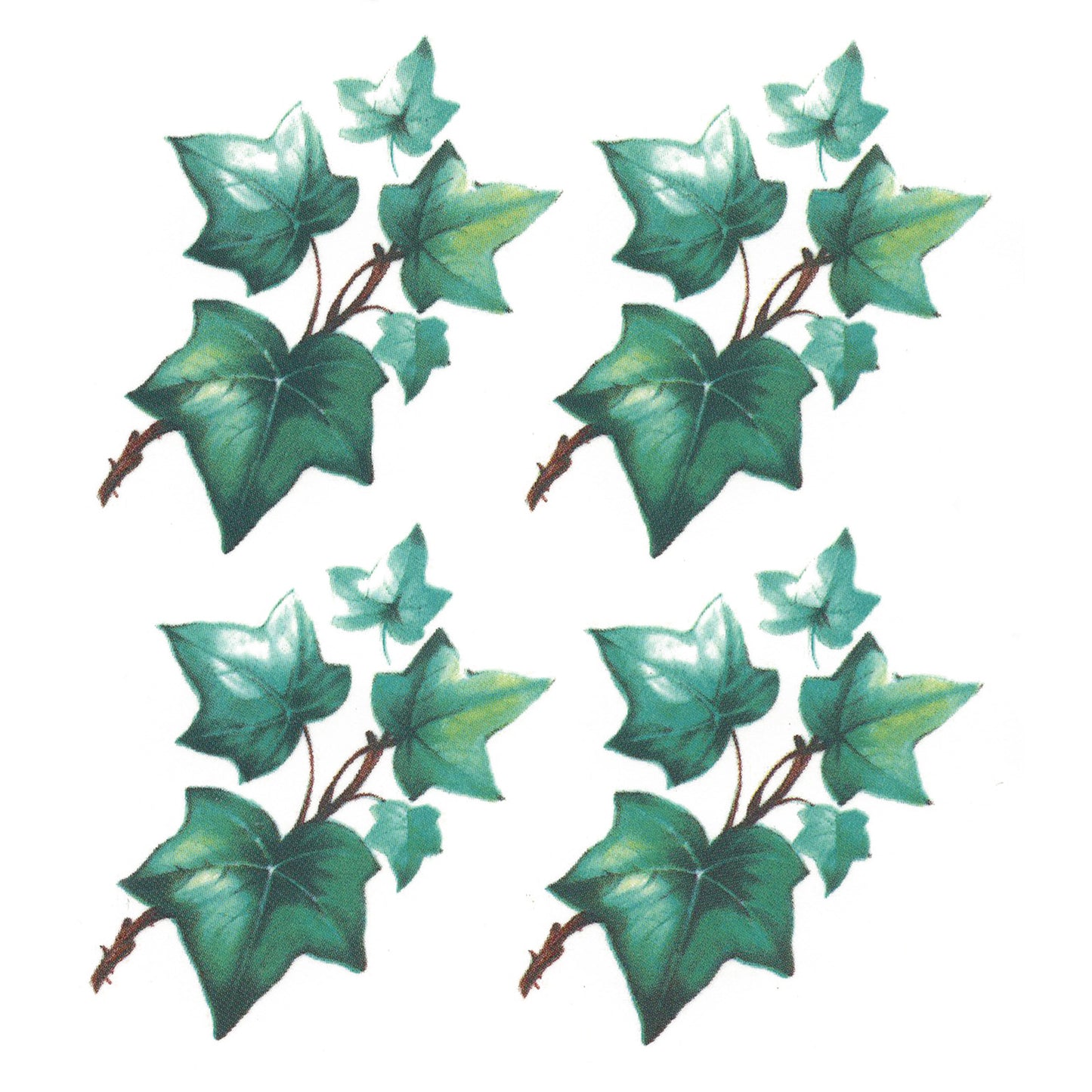 Ivy Trailing Eugenie Vine Overglaze Ceramic Decals
