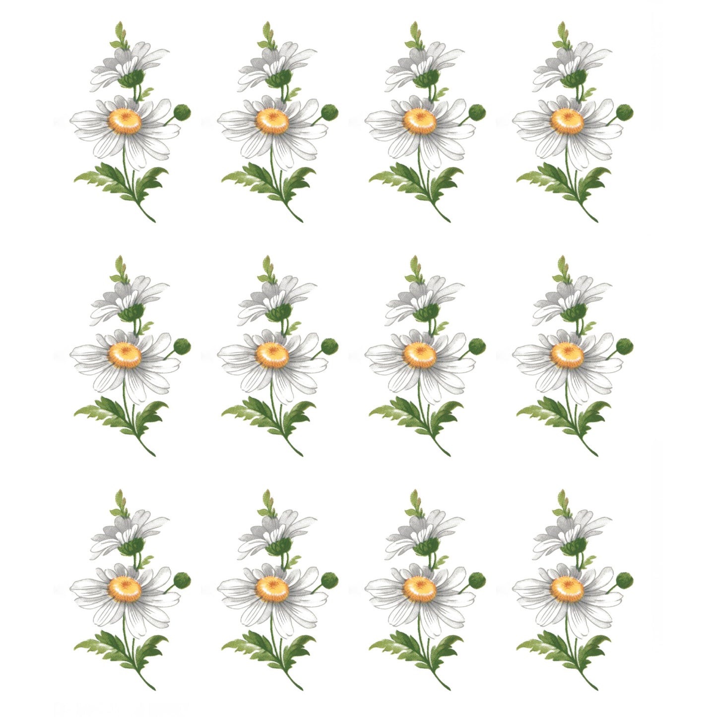 Flowers White Daisy Overglaze Ceramic Decals