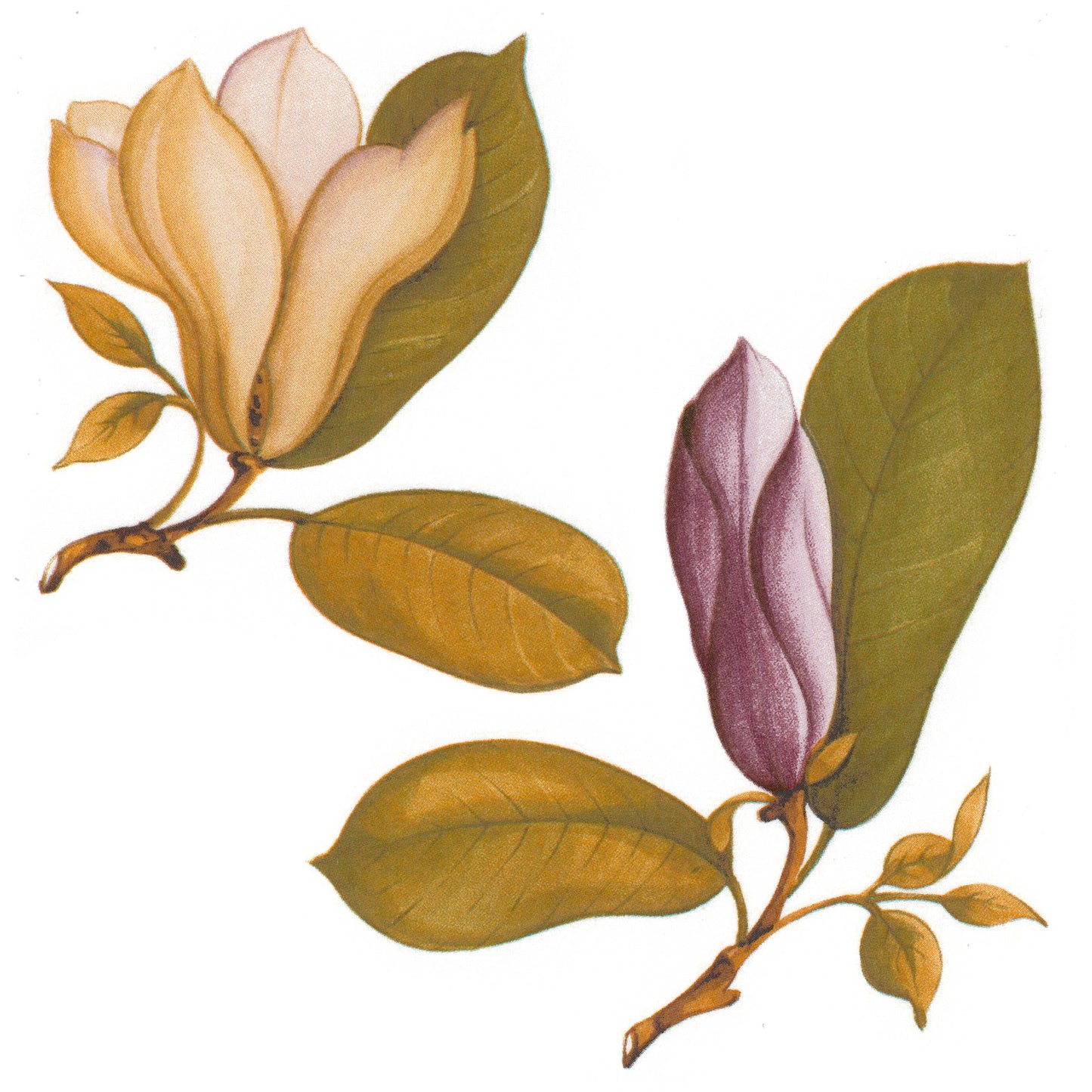 Pink Rose Magnolia Flower Bits Overglaze Waterslide Ceramic Decals
