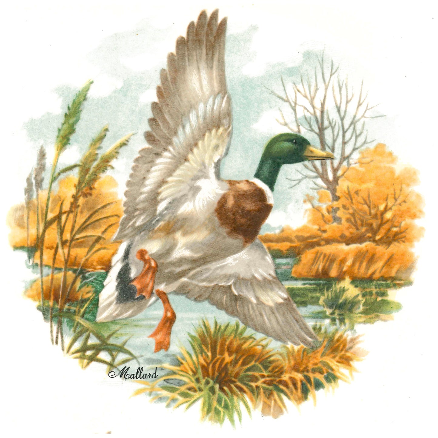 Mallard Duck in Flight Overglaze Ceramic Decals