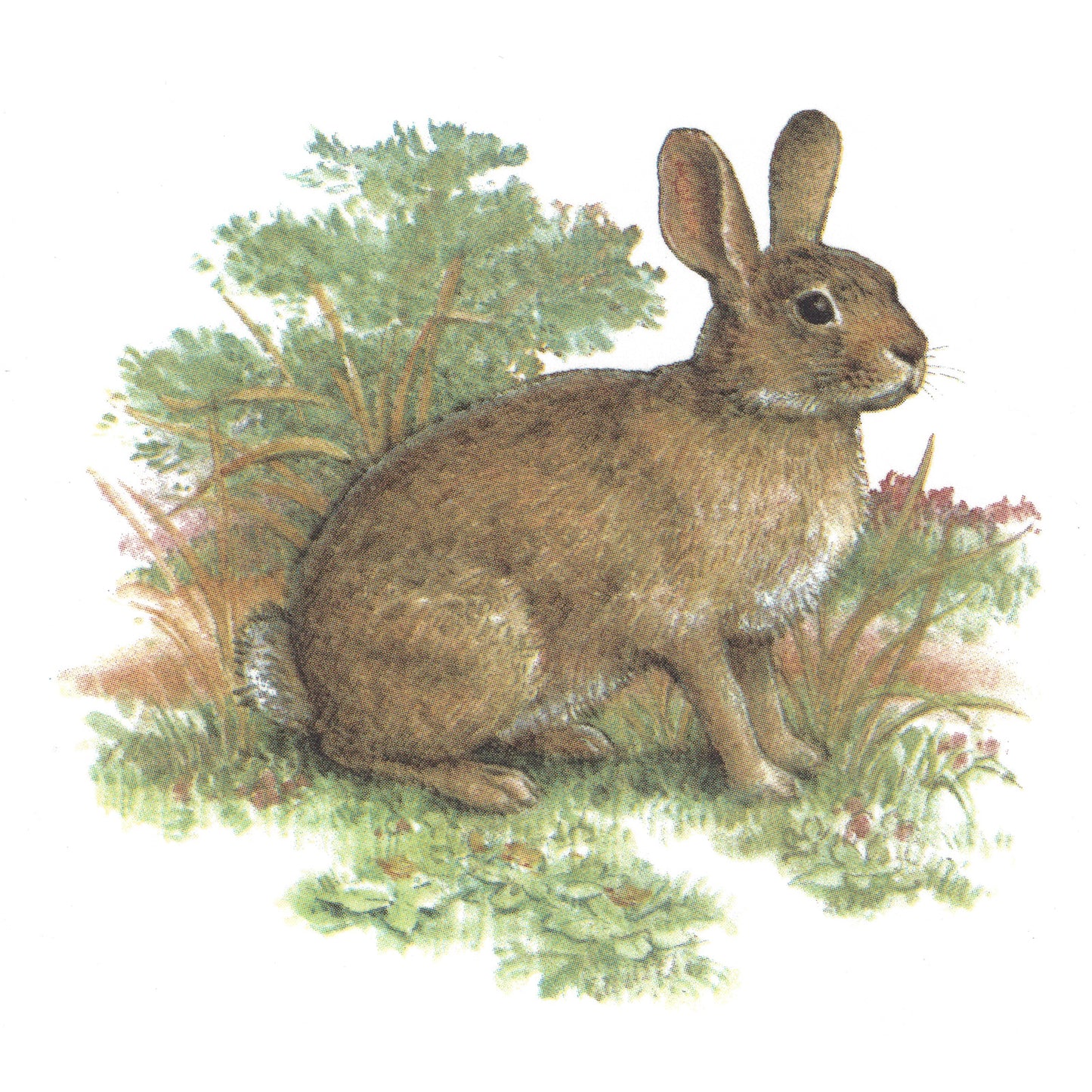 Brown Bunny Rabbit Overglaze Waterslide Ceramic Decals