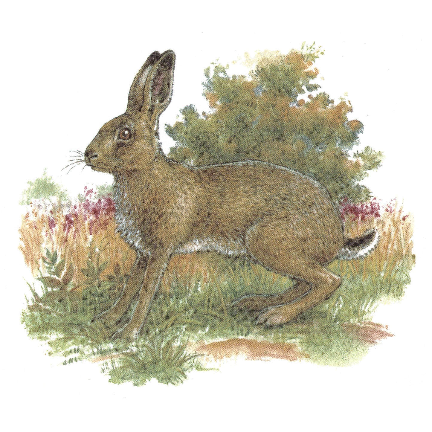 Brown Hare in the Field Style 2 Overglaze Waterslide Ceramic Decals