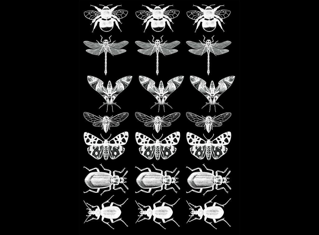 Dragonfly Bee Moth Beetle Collection 21 pcs 3/4" White Fused Glass Decals