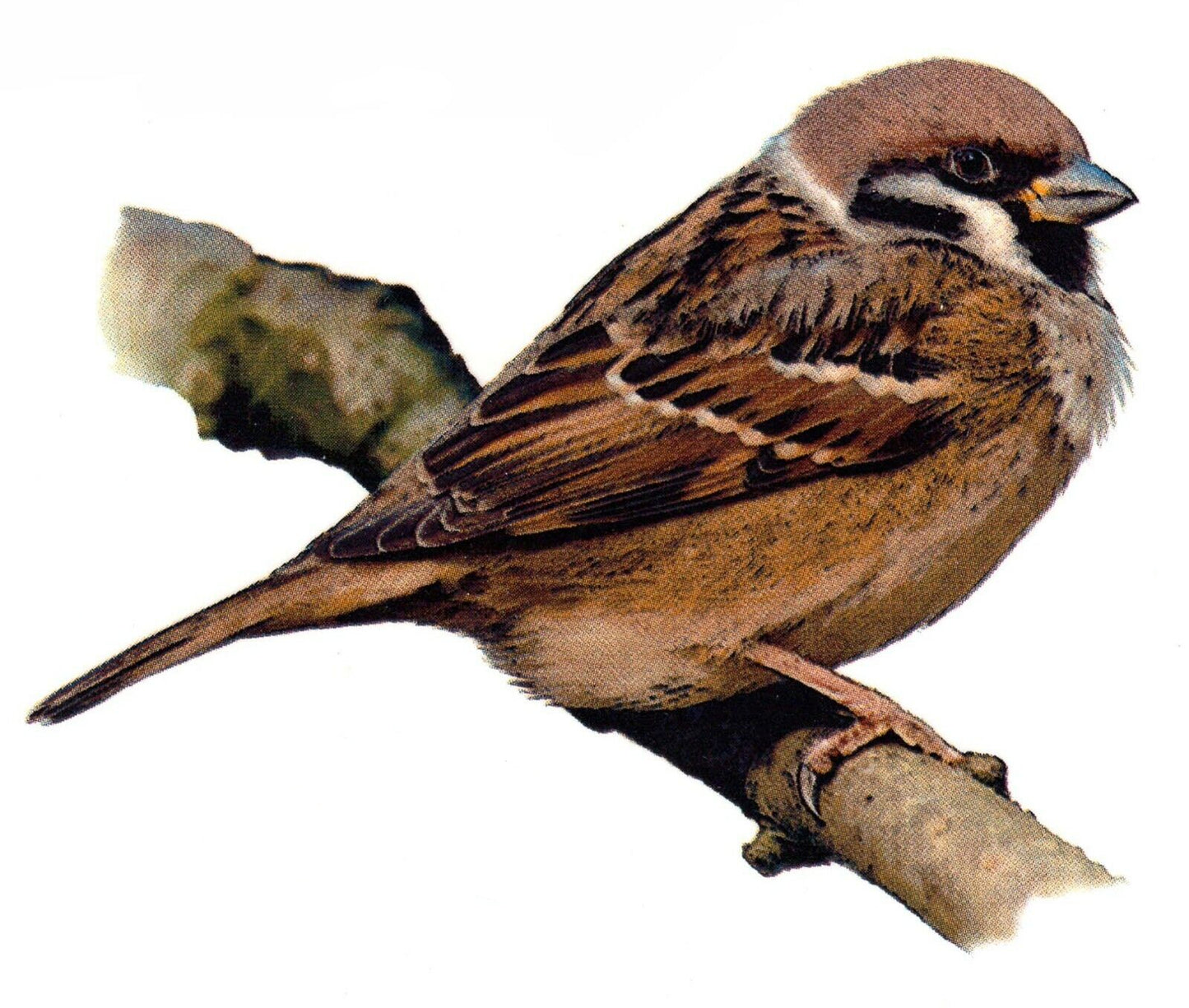 Brown Sparrow Feldsperling Bird Overglaze Waterslide Ceramic Decals