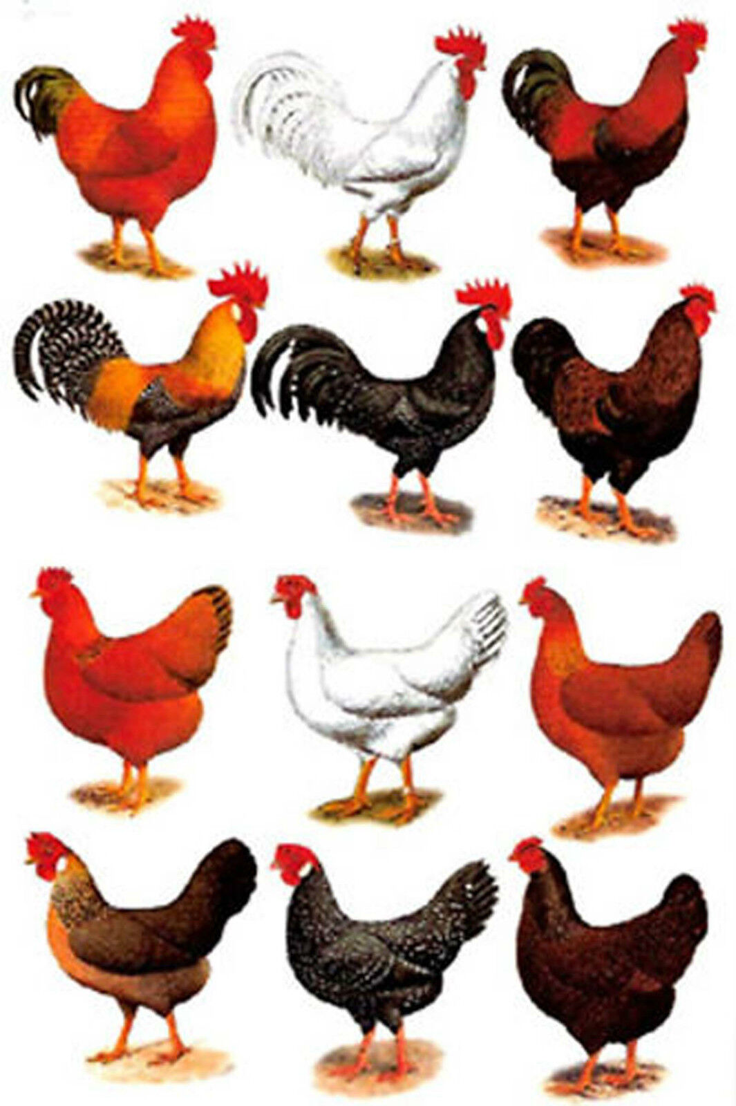 Rooster Hen Overglaze Waterslide Ceramic Decals