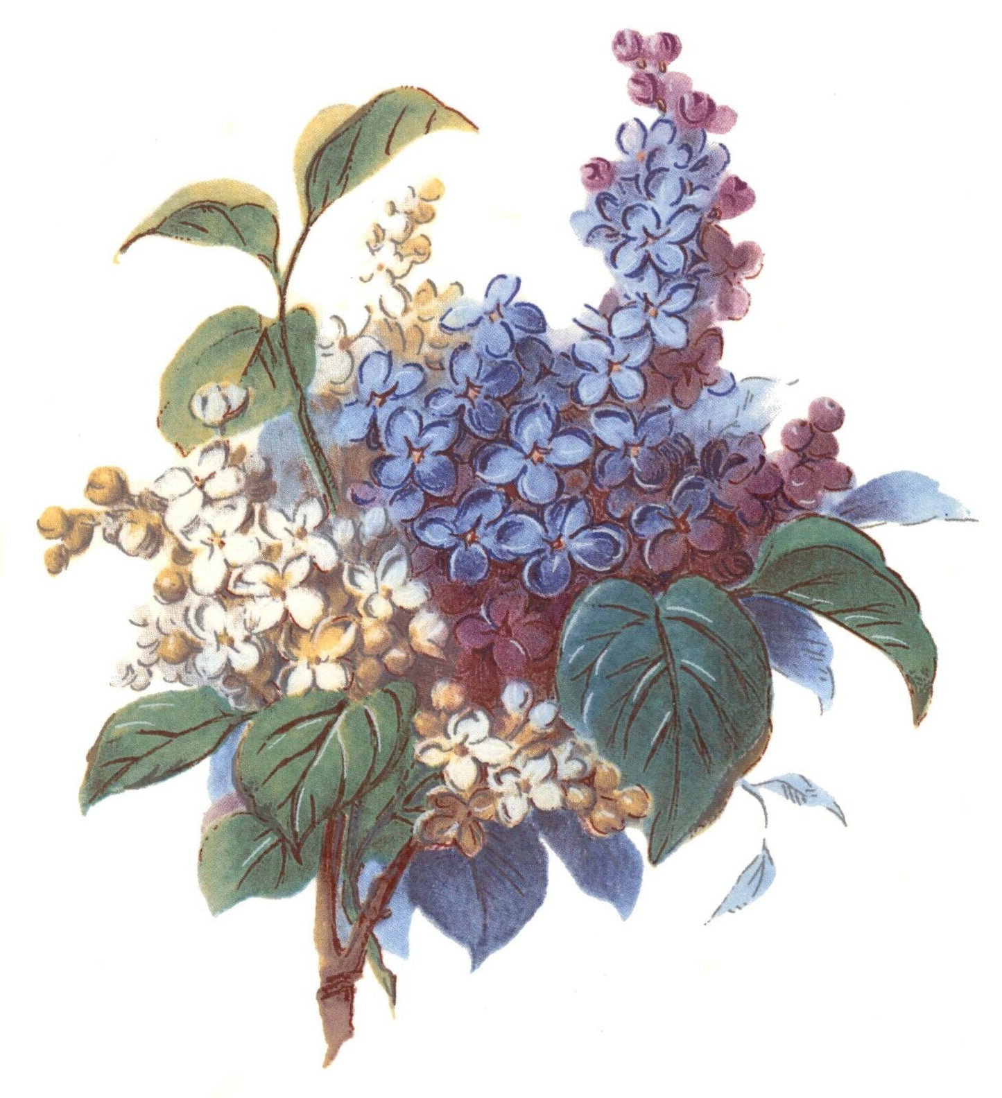 Forget Me Not Flower Bouquet Overglaze Waterslide Ceramic Decals