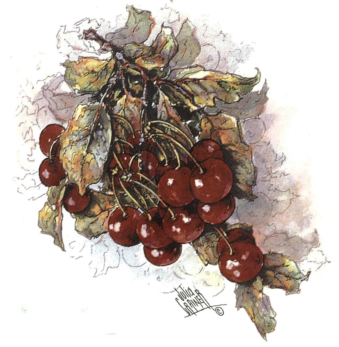 Dark Red Cherry Fruit Cluster 1 pc 5.5 X 4.5" Overglaze Waterslide Ceramic Decal