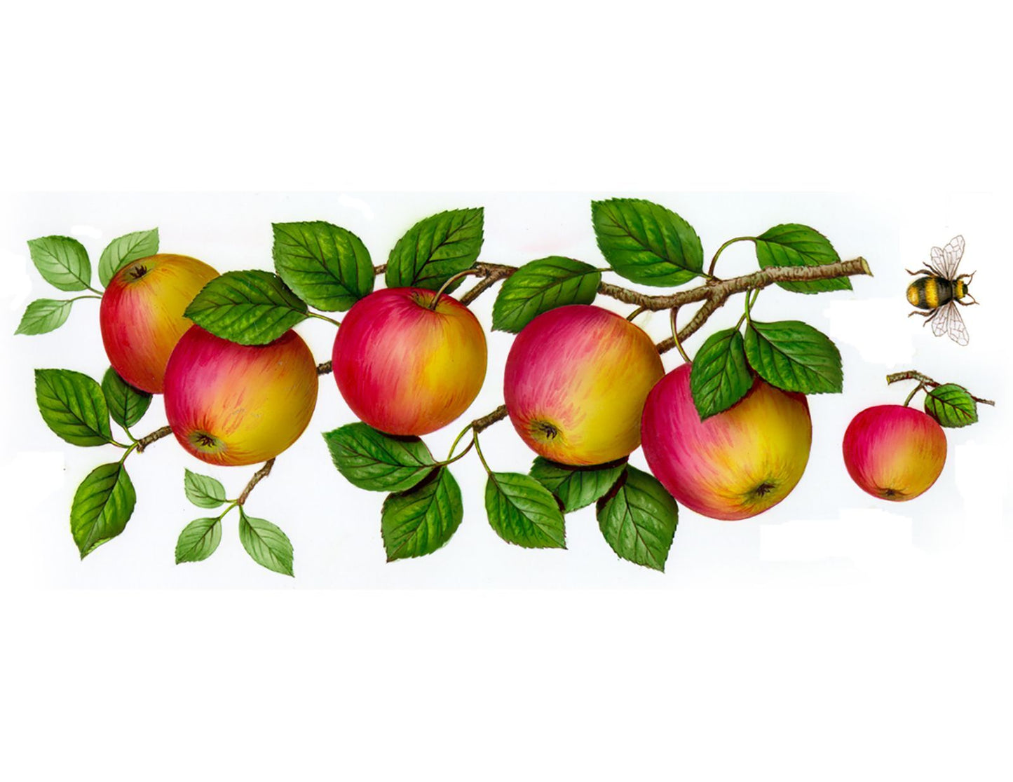 Wild Apple Wrap Wraparound 7.5 x 3 Inch Overglaze Waterslide Ceramic Decal