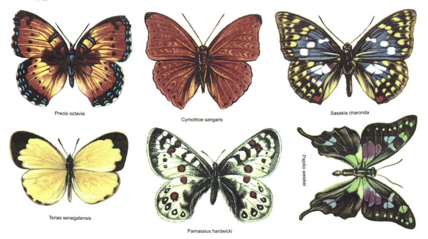 Butterfly Butterflies Set Overglaze Waterslide Ceramic Decals