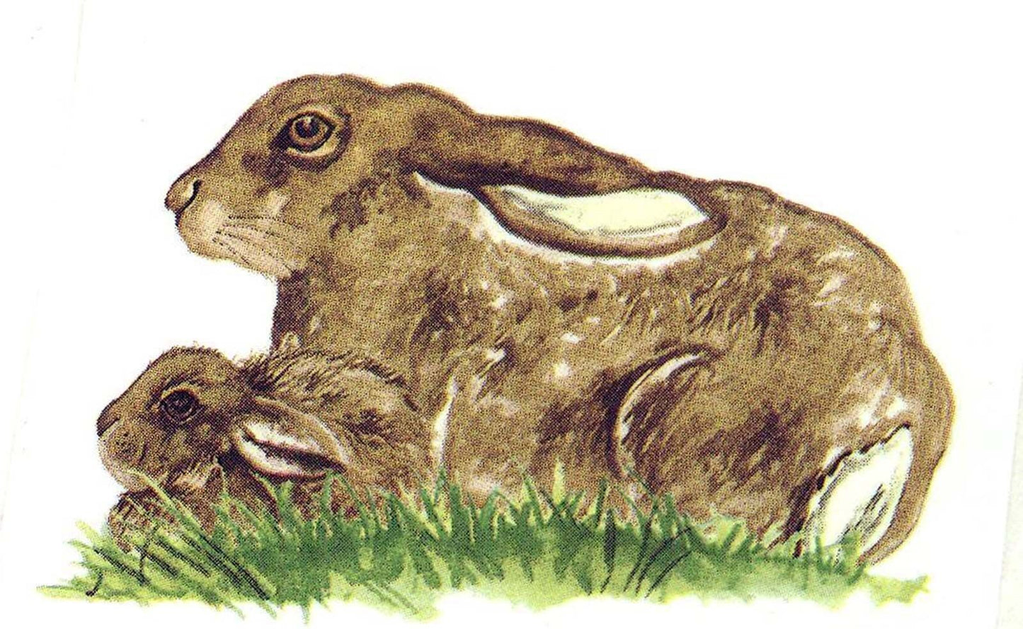 Brown Bunny Rabbit Overglaze Waterslide Ceramic Decals
