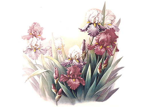 Flowers Scintillation Purple Iris Ceramic Decals 197