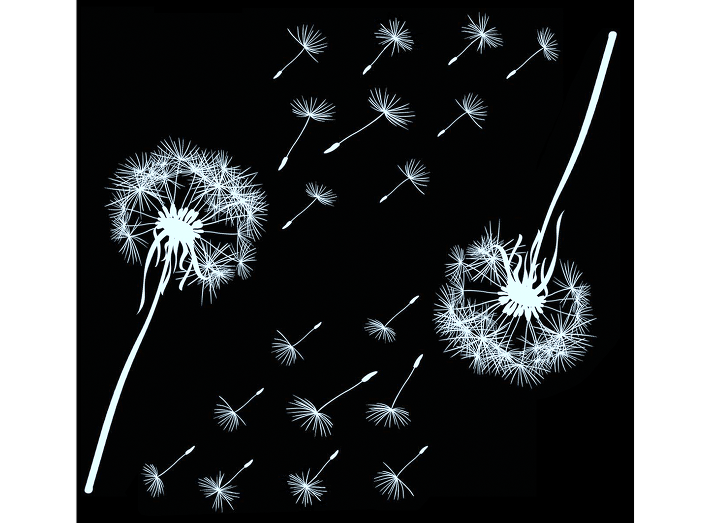 Dandelion 2 pcs 4 Inch White Fused Glass Decals
