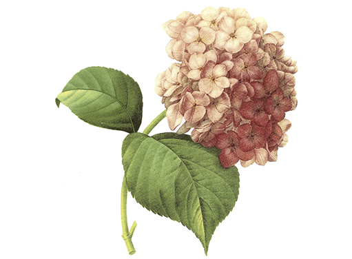 Flowers Hortensia Pink Lilac Ceramic Decals 2836