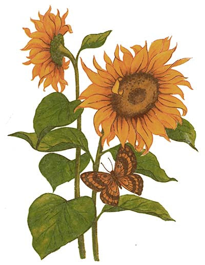 Yellow Sunflower Brown Butterfly Overglaze Waterslide Ceramic Decals